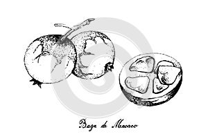 Hand Drawn of Baga de Macaco Fruits on White Background photo