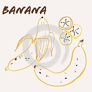 Hand drawn banana fruit multicolor line art vector illustration. Colorful line art exotic fruit design