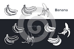 Hand drawn bananas. Fruits sketch vector set