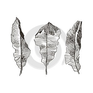 Hand drawn banana leaves of tropical plants. Vintage floral set isolated on white background. High detailed botanical