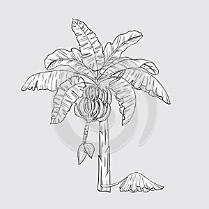 Hand drawn banana palm tree with fruits. Tropical fruits. Flower and fruit of a banana palm