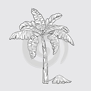 Hand drawn banana tropical palm tree. Palm tree logo. Tropically wild jungle forest. Growing and selling bananas.