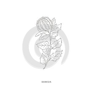 Hand drawn banksia flower.Plant design elements.