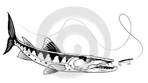Hand Drawn of Barracuda fish catching the fishing lure