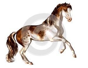Hand-drawn bay sabino stallion