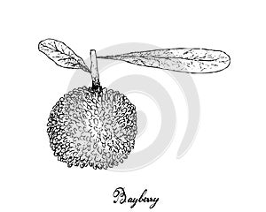 Hand Drawn of Bayberry Fruit on White Background