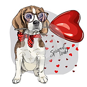 Hand drawn beagle with heart shape baloon. Vector Valentine day greeting card. Cute colorful dog wears glasses and