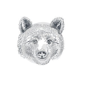 Hand drawn bear head in sketch style