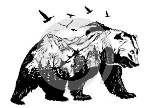 Hand drawn bear, wildlife concept photo