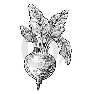 Hand drawn of beet