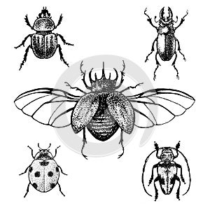 Hand drawn beetle set