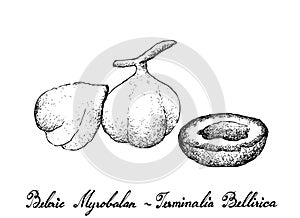 Hand Drawn of Beleric Myrobalan Fruits on White Background