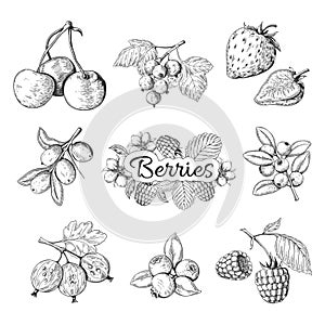 Hand drawn berries. Cherry blueberry strawberry blackberry vintage drawing, berry sketch drawing. Vector graphic