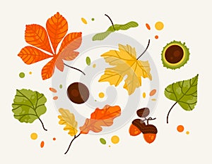 Hand drawn big vector set of different autumn leaves, acorn and chestnut. Color fashion illustration. Flat design. Stamp