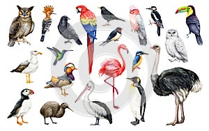 Hand drawn bird big set. Watercolor illustration. Different birds realistic image elements. Ostrich, flamingo, penguin
