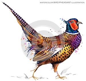 Bird pheasant watercolor illustration.