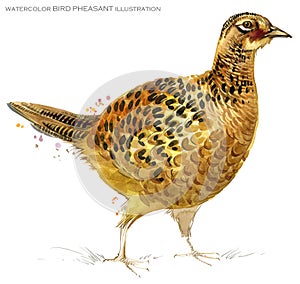 Bird pheasant watercolor illustration.