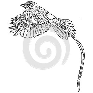Hand Drawn Bird vector illustration