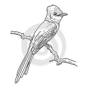 Hand Drawn Bird vector illustration