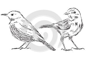 Hand drawn bird Vector Illustrations