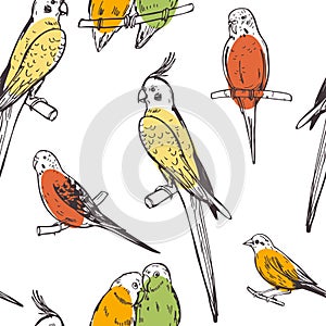 Parrots and canaries. Vector seamless pattern photo