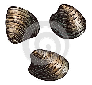 Hand drawn bivalve mollusc