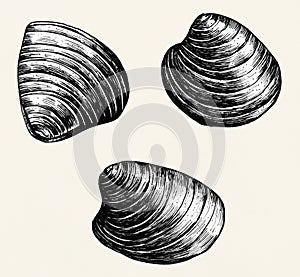 Hand drawn bivalve mollusk