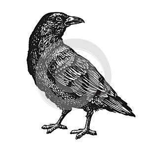 Hand-drawn black crow. Raven, bird sketch, vector illustration