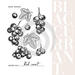 Hand drawn black currant branch, leaf and berry. Engraved vector illustration. Blackberry agriculture plant. Summer