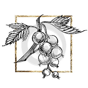Hand drawn black currant sketch set. Forest berries illustrations. Isolated on white background.