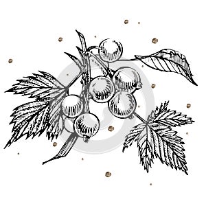 Hand drawn black currant sketch set. Forest berries illustrations. Isolated on white background.