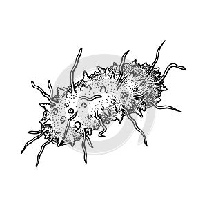 Hand drawn black death plague virus isolated on white background. Realistic detailed scientifical vector illustration in sketch