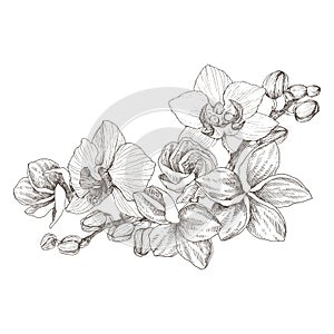 Hand drawn black outline bouquet with orchid and plumeria on a white background isolated. Highly detailed vector