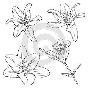 hand drawn black outline lily flowers