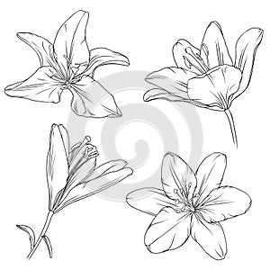 hand drawn black outline lily flowers