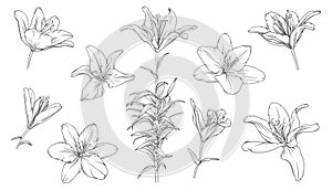 hand drawn black outline lily flowers