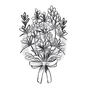 Hand drawn black pencil lavender flowers bouquet isolated on white background. Can be used for post card, label, ornament