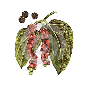 Hand drawn black pepper plant