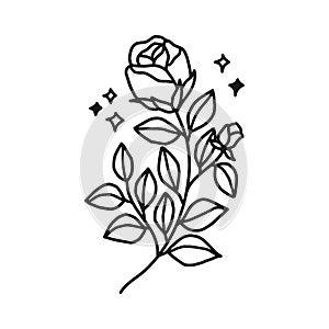 Hand drawn black rose flower and leaf illustration. Line art of nature floral leaves element for icon, clip art or logo