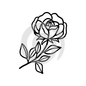 Hand drawn black rose flower and leaf illustration. Line art of nature floral leaves element for icon, clip art or logo