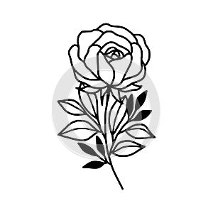 Hand drawn black rose flower and leaf illustration. Line art of nature floral leaves element for icon, clip art or logo