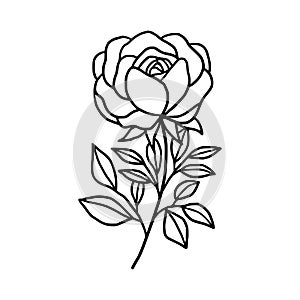 Hand drawn black rose flower and leaf illustration. Line art of nature floral leaves element for icon, clip art or logo