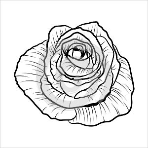 Hand drawn black rose isolated on white background. Outline blooming flower