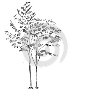 Hand drawn black tree isolated on white background. Branches of small plant on vector illustration. Simple gray sketch.