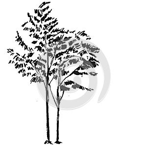 Hand drawn black tree isolated on white background. Branches of small plant on vector illustration. Simple gray sketch.