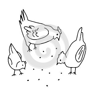 Hand drawn black vector illustration of fun chicken family with corns isolated on a white background for coloring book