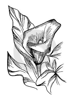 Hand drawn black and white blooming callas flowers.