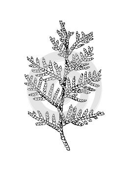 Hand drawn black and white cedar branch