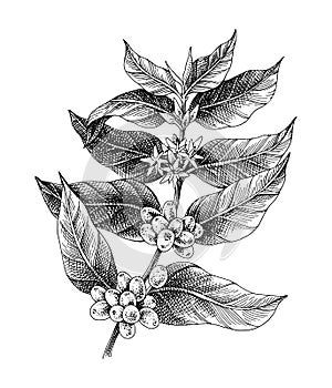 Hand drawn black and white coffee plant.