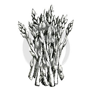 Hand-drawn black and white image of asparagus. JPEG only